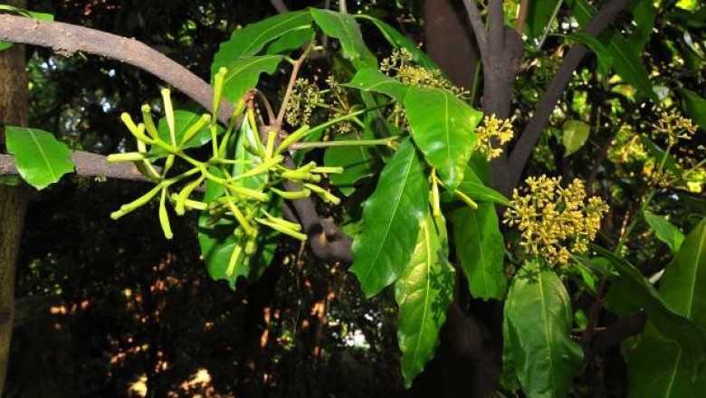 Cây Pison hoa tán. Pisonia umbellifera - Cây Thuốc Nam Quanh Ta